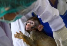 Utrka za vakcinom dovela do nestašice majmuna