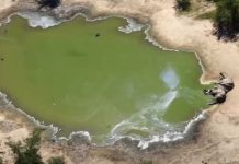 Otkriven uzrok masovnog pomora slonova u Bocvani