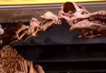 New York: Skelet dinosaura prodat za 27,5 miliona dolara