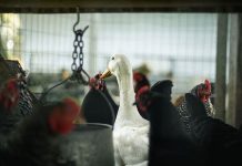 U Danskoj će biti eutanizirano oko 9.000 peradi zbog ptičije gripe