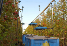 Autonomni leteći robot otkriva i bere zrelo voće
