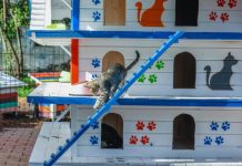 U Antaliji postavljena kućica sa 64 sobe za mačke