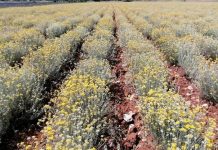 Koncesionari za smilje neće plaćati naknadu