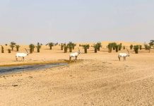 3 Arabian Oryx