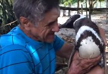 VIDEO: Ovaj pingvin putuje 8000 km svake godine kako bi sreo čovjeka koji mu je spasio život