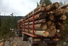 Drvni sektor BiH nastavio trend rasta izvoza i u prva dva mjeseca ove godine