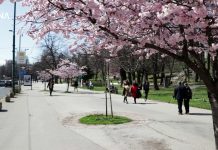 VIDEO: U prvim danima proljeća ulice Sarajeva ukrašene beharom