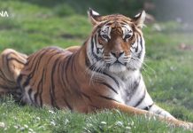 VIDEO: Ljetni režim rada u Pionirskoj dolini uz očekivanje prinova i posebne epidemiološke mjere