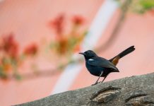 Stanovnici sela 45 dana bili bez ulične rasvjete kako bi spasili pticu i njene mlade