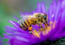 Laboratorij za analizu meda u Mostaru služi svim pčelarima, ali i potrošačima u BiH