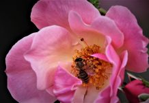 Apiterapija – zdravlje iz pčelinje košnice