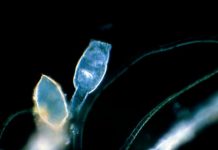 Bila je zamrznuta 24.000 godina, oživjela i – počela da se razmnožava