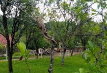 Od njegovog izgleda HVATA JEZA: Snježana je u krošnji drveta ugledala guštera i OSTALA BEZ TEKSTA