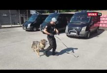 Obučeni psi specijalne jedinice MUP-a KS su heroji iz sjene | AVAZOVA PATROLA