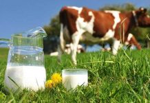 Danas je Svjetski dan mlijeka, upoznajmo njegove prednosti