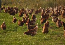 Kina javila o prvom ljudskom slučaju ptičje gripe H10N3