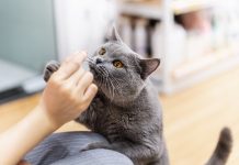 Koje su najveće opasnosti za kućne mačke