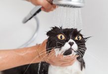 Zbog čega mačke mrze vodu i da li je neke od njih ipak vole