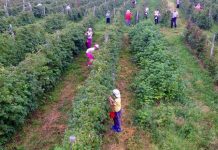 Malina je opet “crveno zlato”