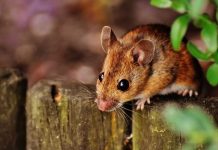 Prijeti mišija groznica: Prvi slučajevi zabilježeni i u BiH, umro 37-godišnji muškarac