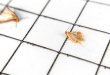 Riješite se moljaca uz nekoliko jednostavnih trikova