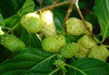 Biljka noni – njene dobrobiti za vaše zdravlje izgled noni biljke