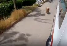 Dirljiv video: Vjerni pas trčao za vozilom Hitne pomoći