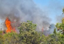 Požar u Neumu stavljen pod kontrolu
