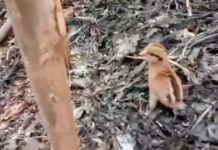 NAJAVLJEN EKSTREMNI TOPLOTNI VAL: OVO SU PREDVIĐANJA STRUČNJAKA ŠTA ĆE SE DOGODITI SA ŽIVOTINJAMA