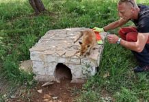 Spasio malu lisicu iz rijeke