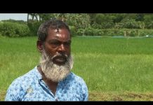 Toplotni val uništio zasade riže u Bangladešu