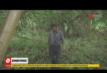 Sakupljač kostiju ubijenih Srebreničana: Ramiz Nukić u šumama našao ostatke 300 osoba