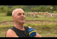 Klokot: Medvjed u potrazi za hranom uništio košnice sa medom