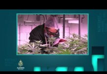 Legalizacija kanabisa | Kontekst