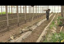 Agroekologija za uzgoj zdravije hrane u Argentini