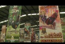 Kontroverzne borbe pijetlova | Al Jazeera Svijet