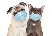 Istraživanje pokazalo da je Covid-19 uobičajan kod mačaka i pasa