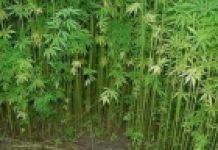 U RS izdato 12 odobrenja za uzgoj industrijske konoplje