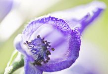 4 najsmrtonosnije biljke na svijetu