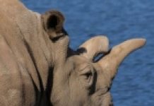 Naučnici našli način da spase vrstu sjevernog bijelog nosoroga