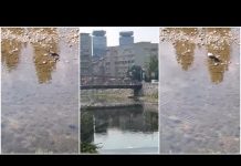 Kao u rezervatu: Obračun zmije i vrane usred bijela dana u Miljackoj