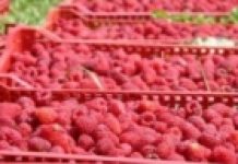 Cijeli dan brala maline: Za devet sati zaradila 12 KM