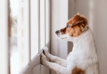 Deset mitova o psima u koje mnogi vjeruju