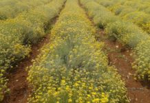 Broj proizvođača smilja u Hercegovini smanjen za 90 posto