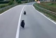 Snimljena dva mečeta na ulici