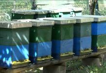 Pčelari upozoravaju – ove godine će biti mnogo krivotvorenog meda