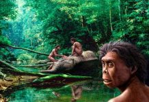 Manje poznati drevni hominini: 5 ljudskih vrsta za koje vjerovatno niste znali da su postojale