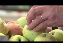 Kako s ‘minimalcem’ napuniti potrošačku korpu u Srbiji