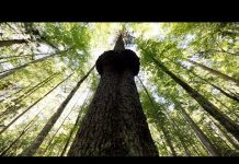 Prašuma Janj, ljepota stvarana decenijama