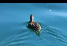 Obale Une u Bihaću počele ukrašavati boje jeseni